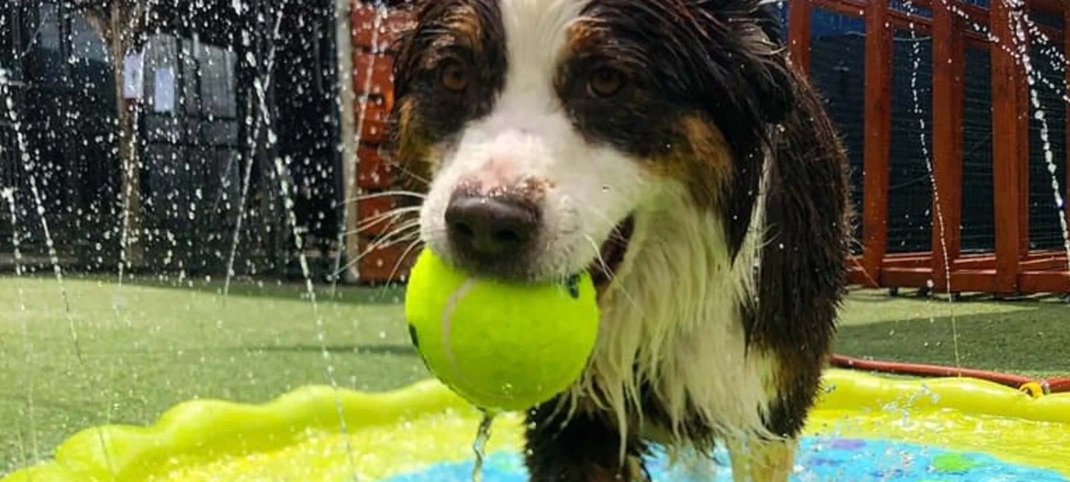 Dog playing in water with ball